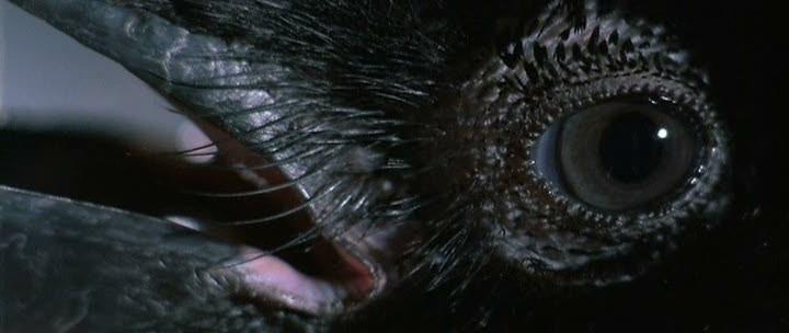 Кадр из фильма Ужас в опере / Opera (1987)