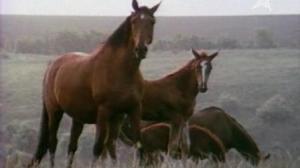 Кадры из фильма Наследница Ники (1989)