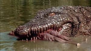 Кадры из фильма Крокодил-убийца 1,2 / Killer Crocodile (1989)