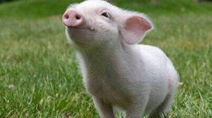 Кадры из фильма Паутина Шарлотты / Charlotte's Web (2006)