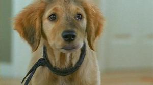 Кадры из фильма Принцы воздуха / Air Buddies (2006)