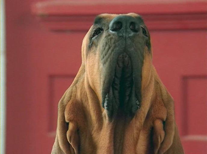 Кадр из фильма Принцы воздуха / Air Buddies (2006)