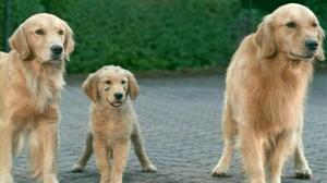 Кадры из фильма Принцы воздуха / Air Buddies (2006)