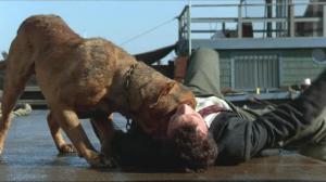 Кадры из фильма Тернер и Хуч / Turner & Hooch (1989)