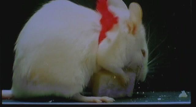 Кадр из фильма Цветы для Алджернона / Des fleurs pour Algernon (2006)