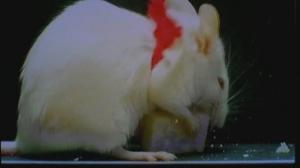 Кадры из фильма Цветы для Алджернона / Des fleurs pour Algernon (2006)