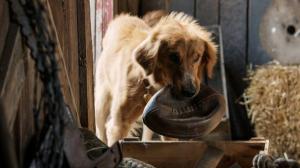 Кадры из фильма Собачья жизнь / A Dog's Purpose (2017)