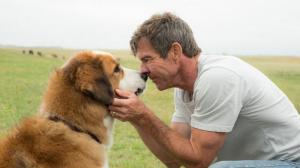 Кадры из фильма Собачья жизнь / A Dog's Purpose (2017)