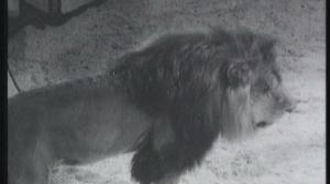 Кадры из фильма Цирк (1936)