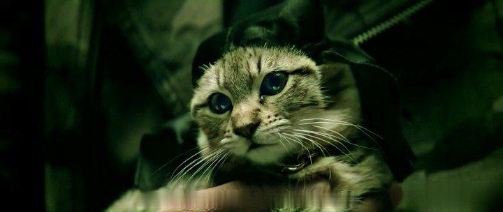 Кадр из фильма Киану / Keanu (2016)