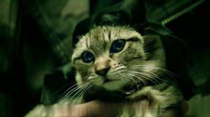 Кадры из фильма Киану / Keanu (2016)