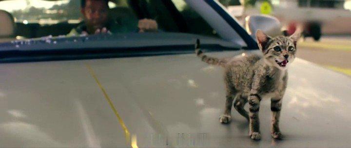 Кадр из фильма Киану / Keanu (2016)