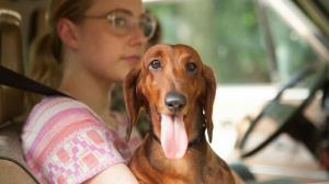 Кадры из фильма Такса / Wiener-Dog (2016)