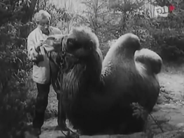 Кадр из фильма Бродяги / Wlóczegi (1939)