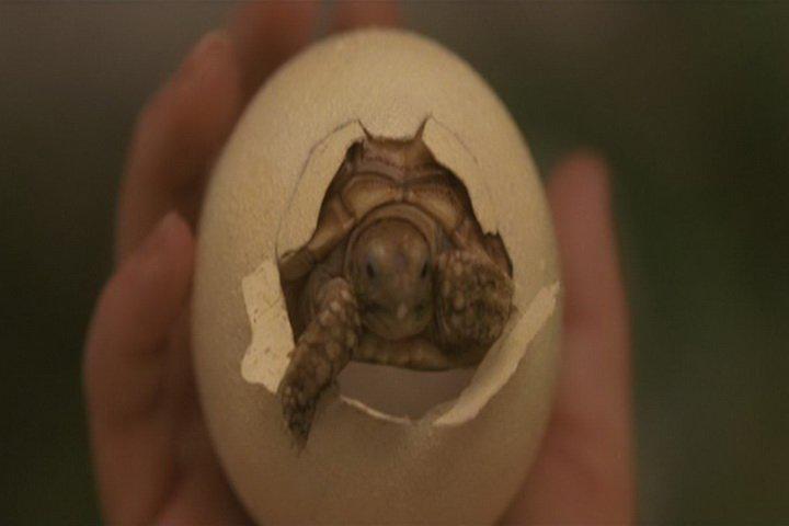 Кадр из фильма Гамера: Маленькие герои / Gamera: Chiisaki yusha-tachi (2006)