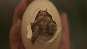 Кадры из фильма Гамера: Маленькие герои / Gamera: Chiisaki yusha-tachi (2006)