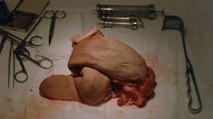 Кадры из фильма Безумие / Sileni (2005)