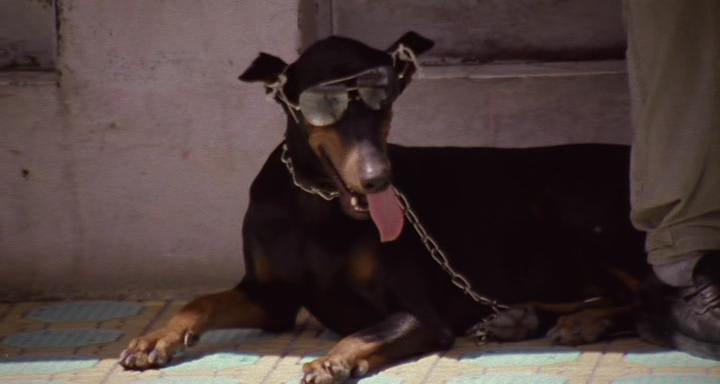Кадр из фильма Музыкант / El mariachi (1992)