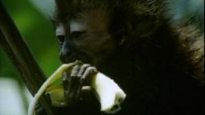 Кадры из фильма Амазонка в огне / Fire on the Amazon (1993)