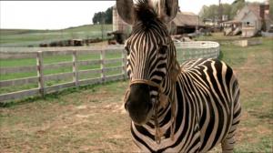 Кадры из фильма Бешеные скачки / Racing Stripes (2005)