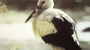 Кадры из фильма Чёрный аист (1993)