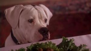Кадры из фильма Дорога домой - Невероятное путешествие / Homeward Bound: The Incredible Journey (1993)