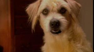 Кадры из фильма Ленни - чудо собака! / Lenny the Wonder Dog (2004)