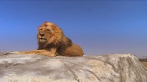Кадры из фильма Львиная семейка / Pride (2004)
