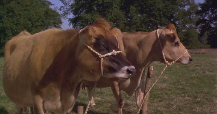 Кадр из фильма Черный красавец / Black Beauty (1994)