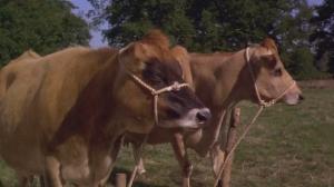 Кадры из фильма Черный красавец / Black Beauty (1994)