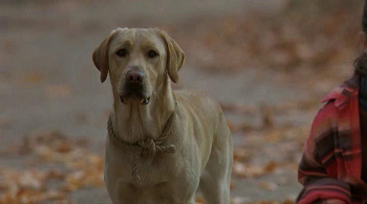 Кадр из фильма Далеко от дома: Приключения желтого пса / Far from Home: The Adventures of Yellow Dog (1995)