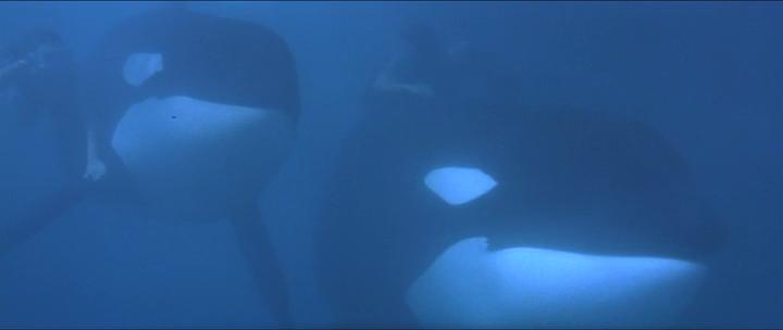 Кадр из фильма Освободите Вилли 2: Новое приключение / Free Willy 2: The Adventure Home (1995)