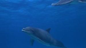 Кадры из фильма Флиппер / Flipper (1996)