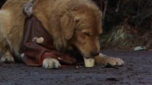 Кадры из фильма Король воздуха / Air Bud (1997)