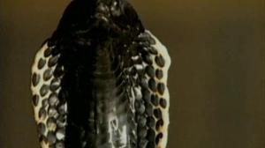 Кадры из фильма Змеиный остров / Snake Island (2002)