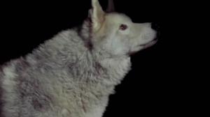 Кадры из фильма Время волка / Time of the Wolf (2002)