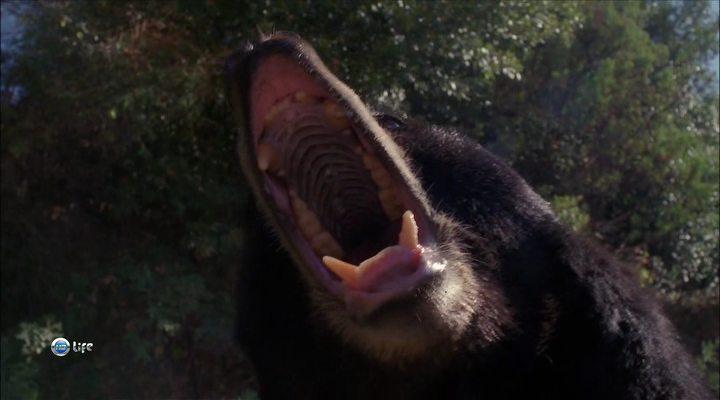 Кадр из фильма Хозяин горы / Gentle Ben (2002)