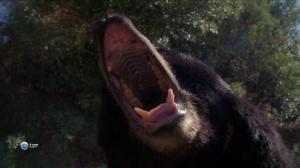 Кадры из фильма Хозяин горы / Gentle Ben (2002)