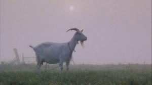 Кадры из фильма Малыш Тони / Kleine Teun (1998)