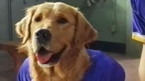 Кадры из фильма Король воздуха: Золотая лига (Золотой мяч) / Air Bud: Golden Receiver (1998)