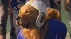 Кадры из фильма Король воздуха: Золотая лига (Золотой мяч) / Air Bud: Golden Receiver (1998)