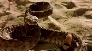 Кадры из фильма Гремучие змеи / Venomous (2001)