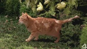 Кадры из фильма Животное / The Animal (2001)