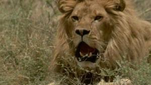 Кадры из фильма Прогулка со львами / To Walk with Lions (1999)
