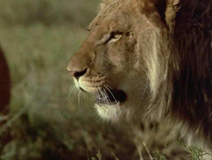 Кадр из фильма Прогулка со львами / To Walk with Lions (1999)