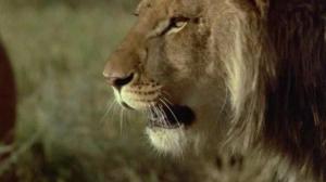 Кадры из фильма Прогулка со львами / To Walk with Lions (1999)