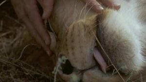 Кадры из фильма Прогулка со львами / To Walk with Lions (1999)