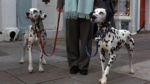 Кадры из фильма 102 Далматинца / 102 Dalmatians (2001)
