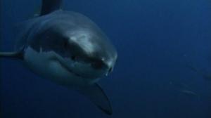 Кадры из фильма Акулы 2 / Air Jaws: Sharks of South Africa (2001)