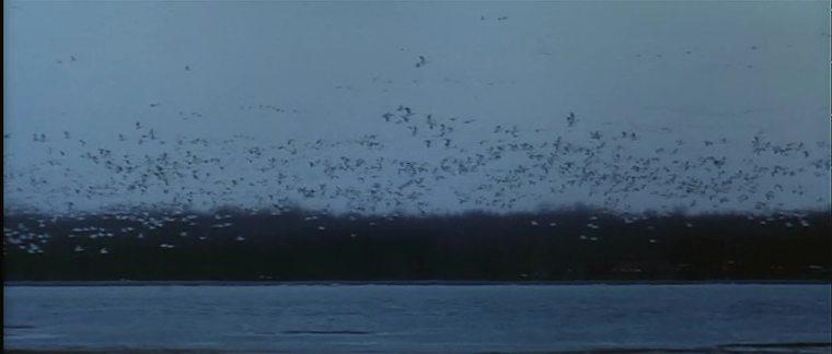 Кадр из фильма Серая сова / Grey Owl (1999)